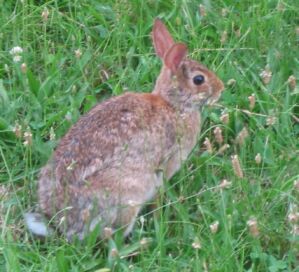 Bunny