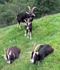 Goats from Gerovar