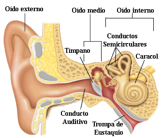 Anatomía del Oído