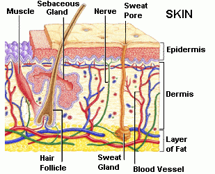 Skin cross section
